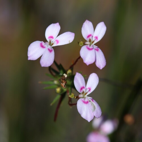 Stylidium flagellum (Stylidium flagellum)