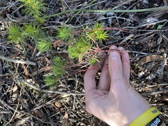 Stylidium flagellum (Stylidium flagellum)
