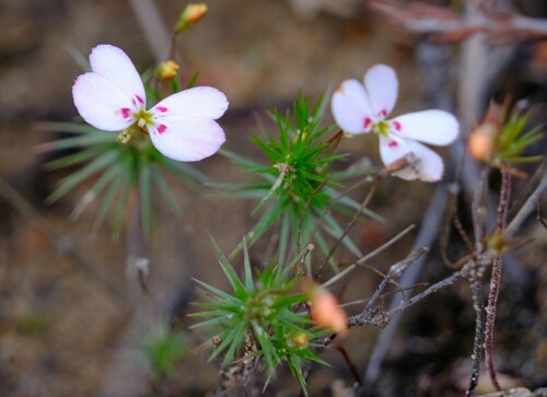Stylidium flagellum (Stylidium flagellum)