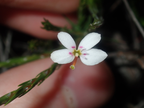 Stylidium flagellum (Stylidium flagellum)