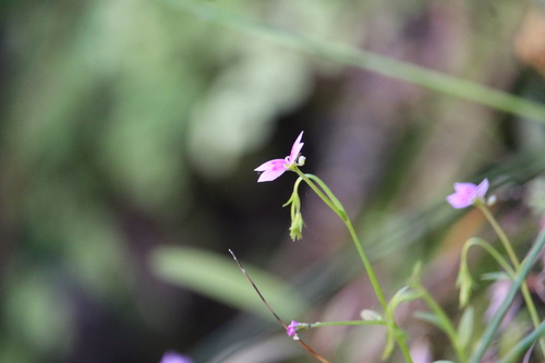 Stylidium fluminense (Stylidium fluminense)