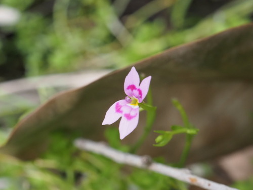 Stylidium fluminense (Stylidium fluminense)