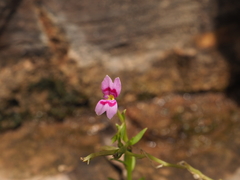 Stylidium fluminense (Stylidium fluminense)