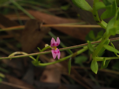 Stylidium fluminense (Stylidium fluminense)