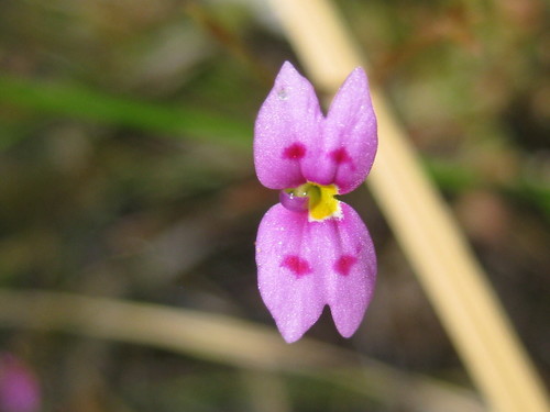 Stylidium fluminense (Stylidium fluminense)