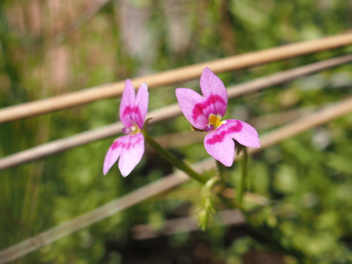 Stylidium fluminense (Stylidium fluminense)