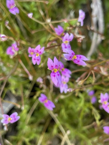 Stylidium fluminense (Stylidium fluminense)