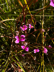 Stylidium fluminense (Stylidium fluminense)