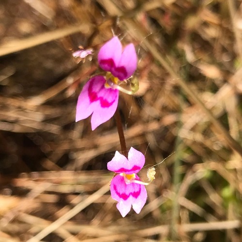 Stylidium fluminense (Stylidium fluminense)