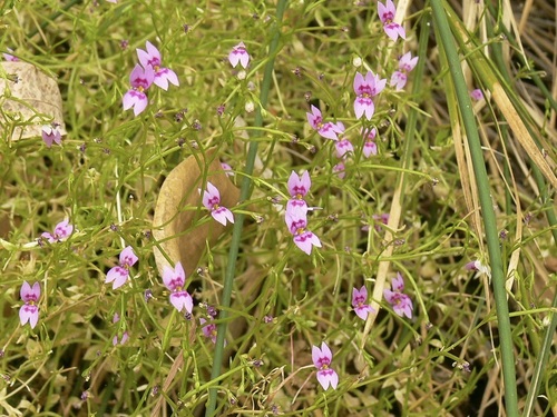 Stylidium fluminense (Stylidium fluminense)