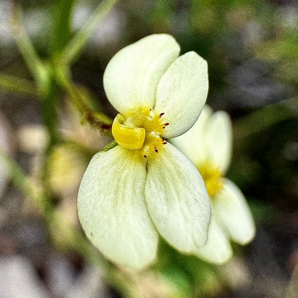 Stylidium glabrifolium (Stylidium glabrifolium)