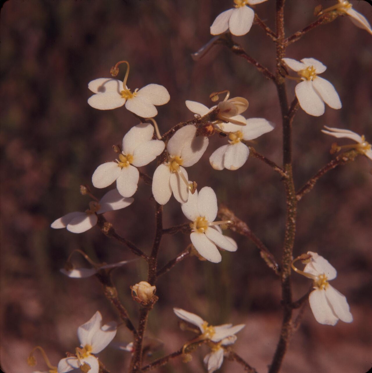 Stylidium glandulosissimum: Photograph of a close-up Stylidium glandulosissimum on Stirling Range, Australia. The shot focuses on the blooms, which have small yellow centers surrounded by