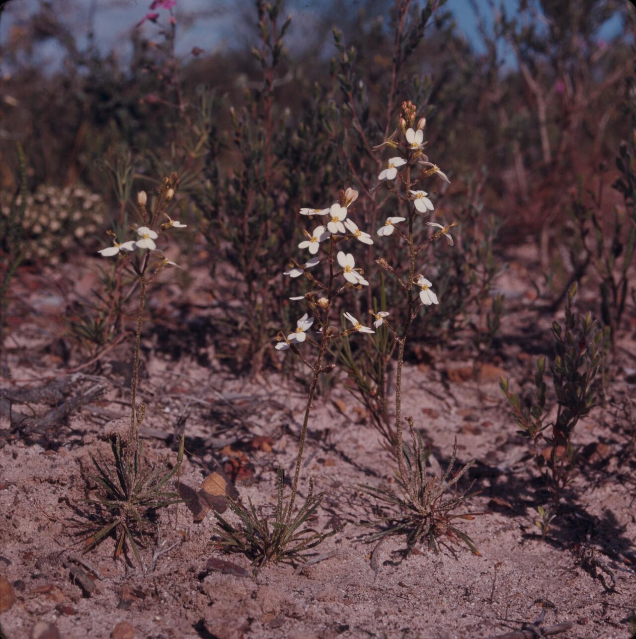 Stylidium glandulosissimum: Photograph of Stylidium glandulosissimum on Stirling Range, Australia. The Stylidium glandulosissimum sits on sandy soil in the sun, surrounded by various shrub