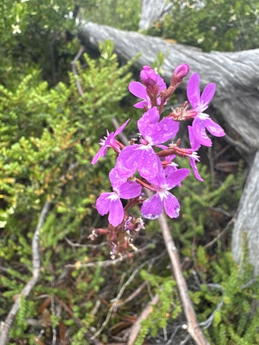 Stylidium graminifolium (Stylidium graminifolium)