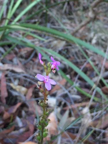 Stylidium graminifolium (Stylidium graminifolium)