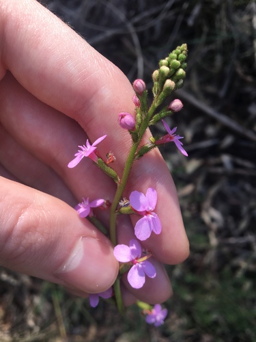 Stylidium graminifolium (Stylidium graminifolium)