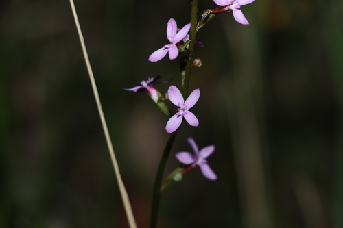 Stylidium graminifolium (Stylidium graminifolium)
