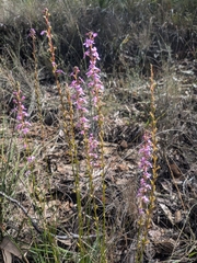 Stylidium graminifolium (Stylidium graminifolium)