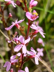 Stylidium graminifolium (Stylidium graminifolium)