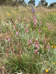Stylidium graminifolium (Stylidium graminifolium)