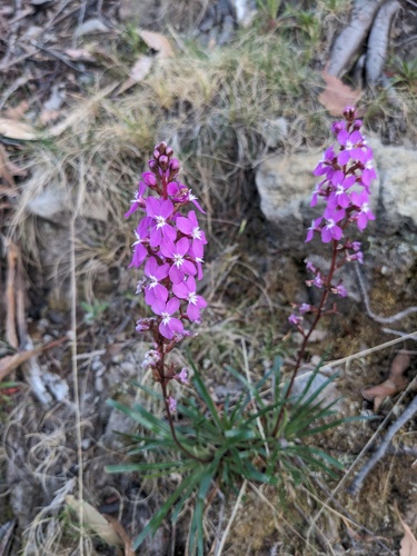 Stylidium graminifolium (Stylidium graminifolium)
