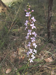 Stylidium graminifolium (Stylidium graminifolium)