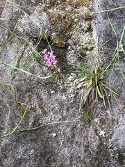 Stylidium graminifolium (Stylidium graminifolium)