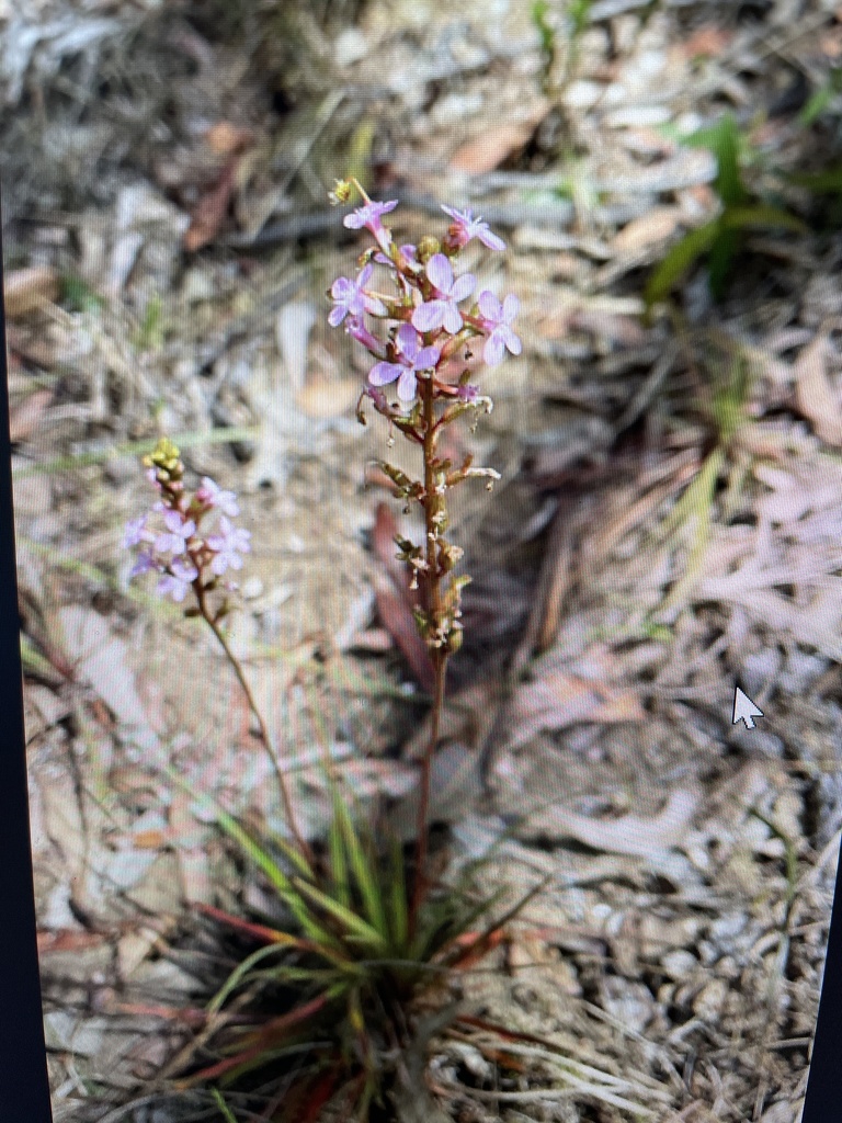 Stylidium graminifolium (Stylidium graminifolium)