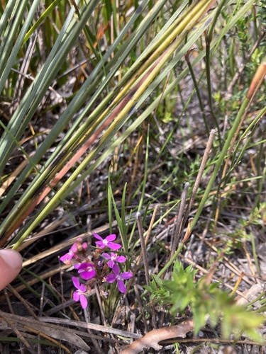 Stylidium graminifolium (Stylidium graminifolium)