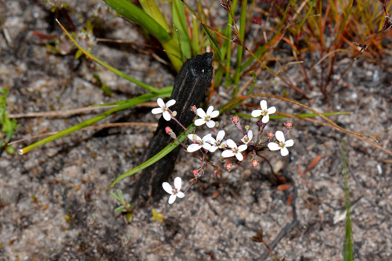 Stylidium guttatum: Tiny little trigger plants growing here in the mud.