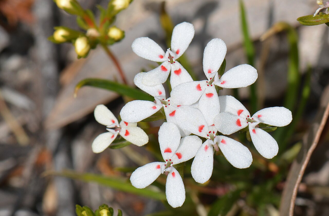 Stylidium guttatum: Dotted Triggerplant This small triggerplant flowers through summer in damp environments. Photo: Fred