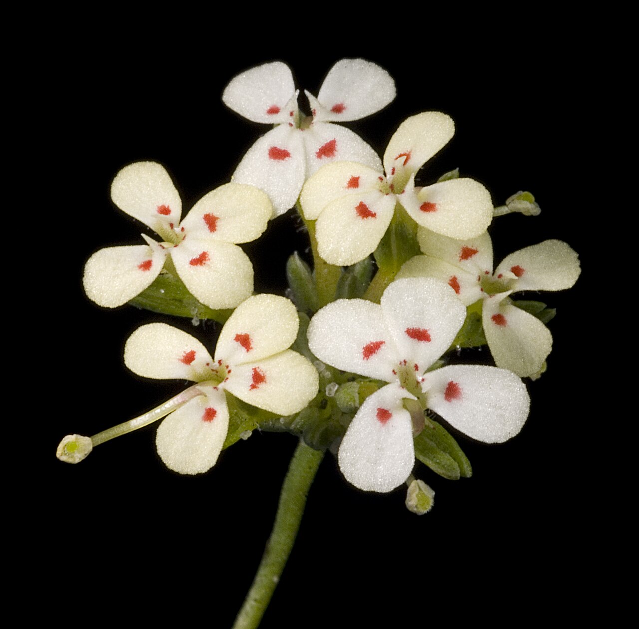 Stylidium guttatum: KRT3471