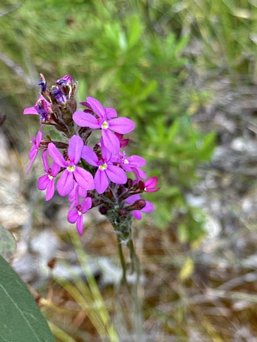 Stylidium hirsutum (Stylidium hirsutum)
