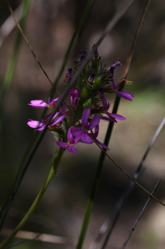 Stylidium hirsutum (Stylidium hirsutum)