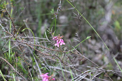 Stylidium hirsutum (Stylidium hirsutum)
