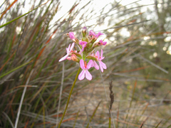 Stylidium hirsutum (Stylidium hirsutum)