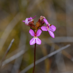 Stylidium hirsutum (Stylidium hirsutum)