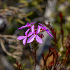 Stylidium hirsutum (Stylidium hirsutum)