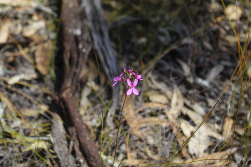 Stylidium hirsutum (Stylidium hirsutum)