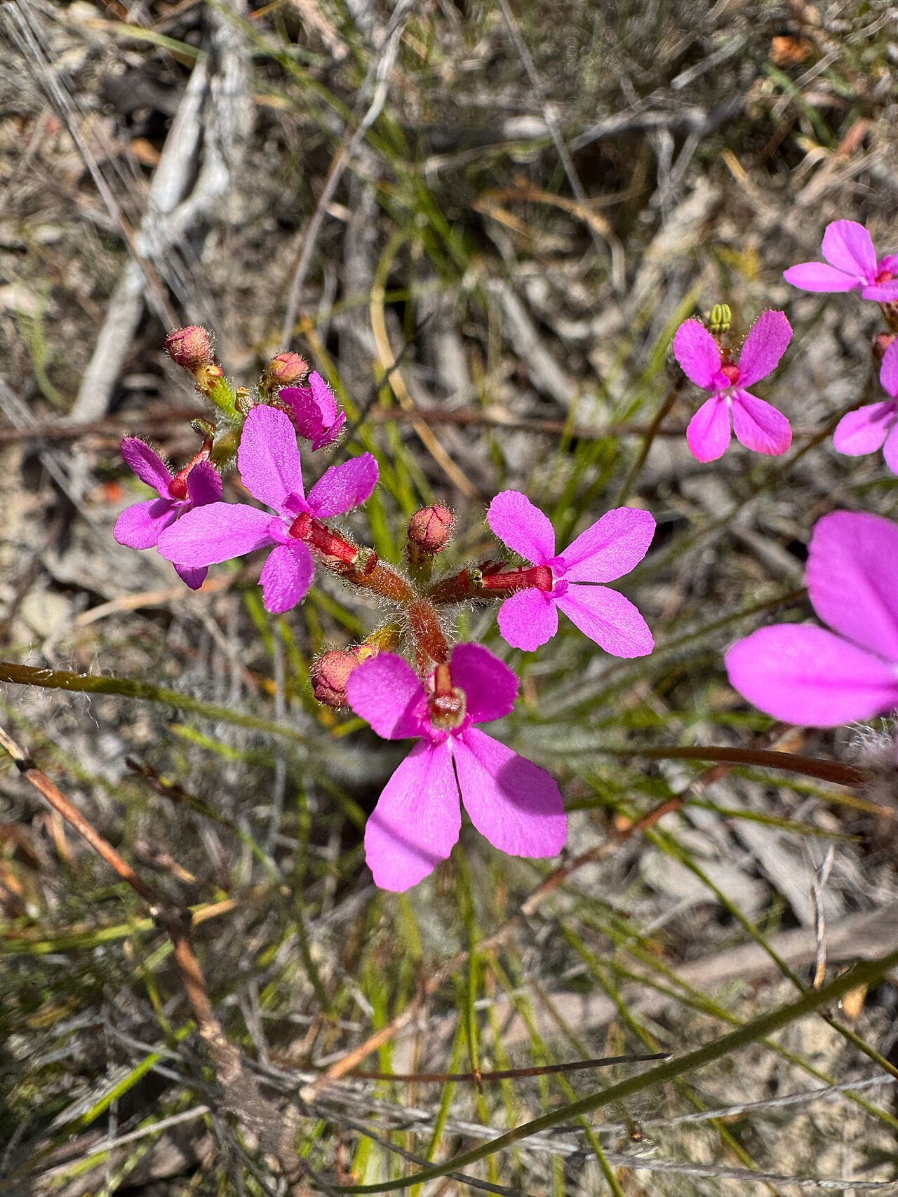 Stylidium hirsutum: Hairy Triggerplant ( Stylidium hirsutum ) in Australia