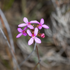 Stylidium hirsutum (Stylidium hirsutum)