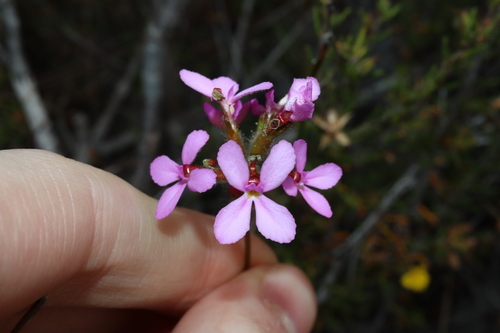 Stylidium hirsutum (Stylidium hirsutum)