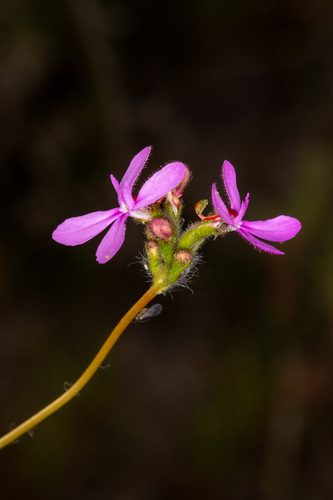 Stylidium hirsutum (Stylidium hirsutum)