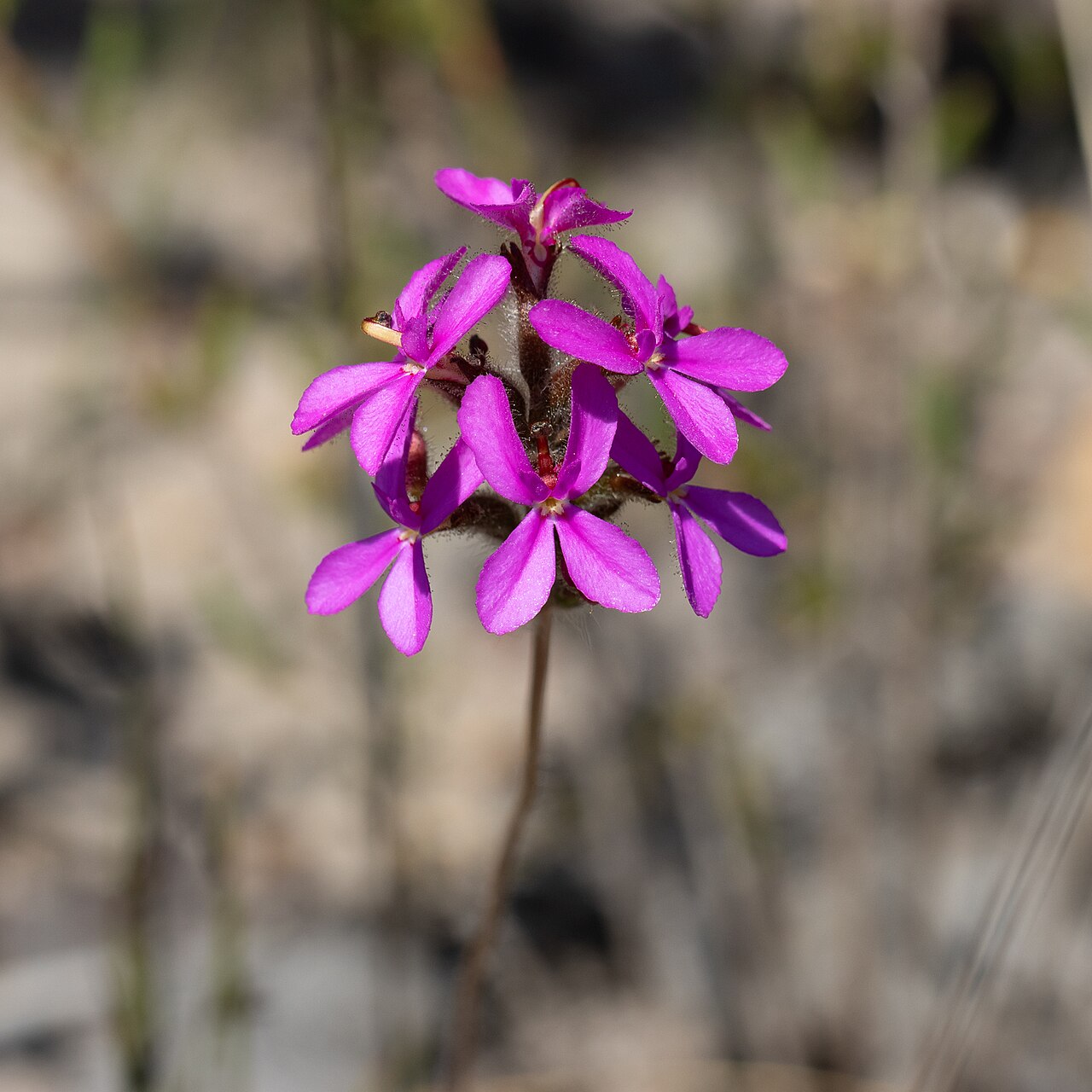 Stylidium hirsutum: Hairy Triggerplant ( Stylidium hirsutum ) in Australia