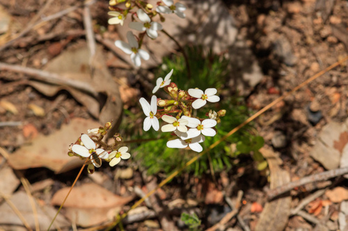 Stylidium hispidum (Stylidium hispidum)