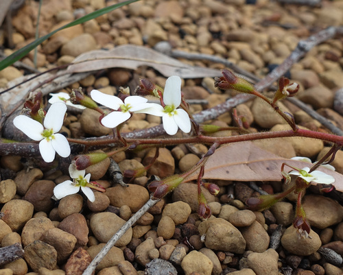 Stylidium hispidum (Stylidium hispidum)