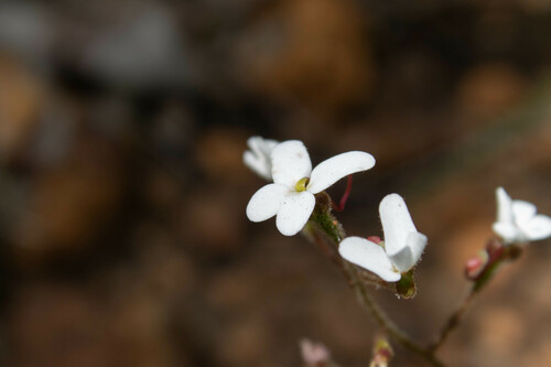 Stylidium hispidum (Stylidium hispidum)