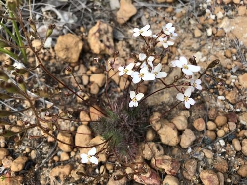 Stylidium hispidum (Stylidium hispidum)