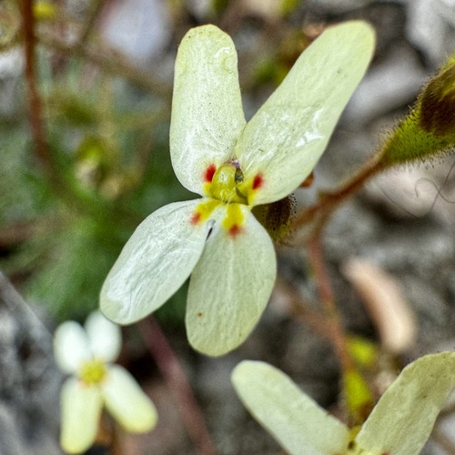 Stylidium hispidum (Stylidium hispidum)