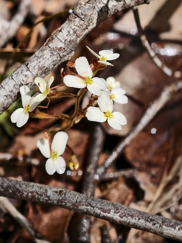 Stylidium hispidum (Stylidium hispidum)